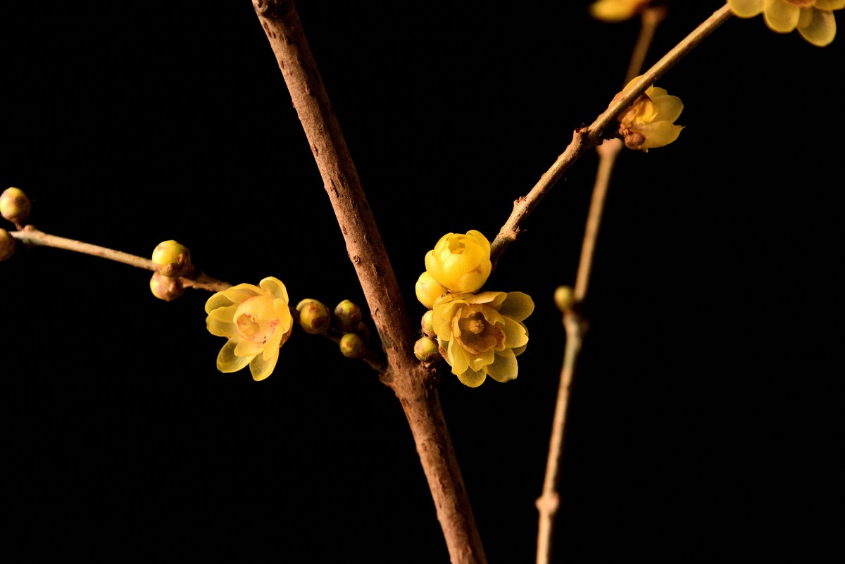 2024花卉植物赏析——腊梅【7】