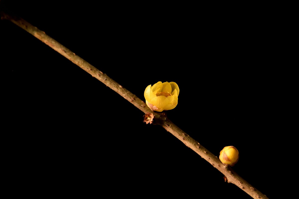 2024花卉植物赏析——腊梅【7】