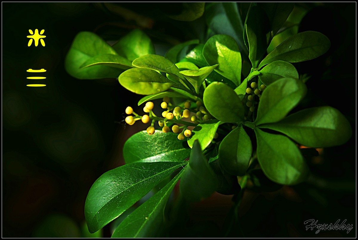 阳台上的米兰（2025003）