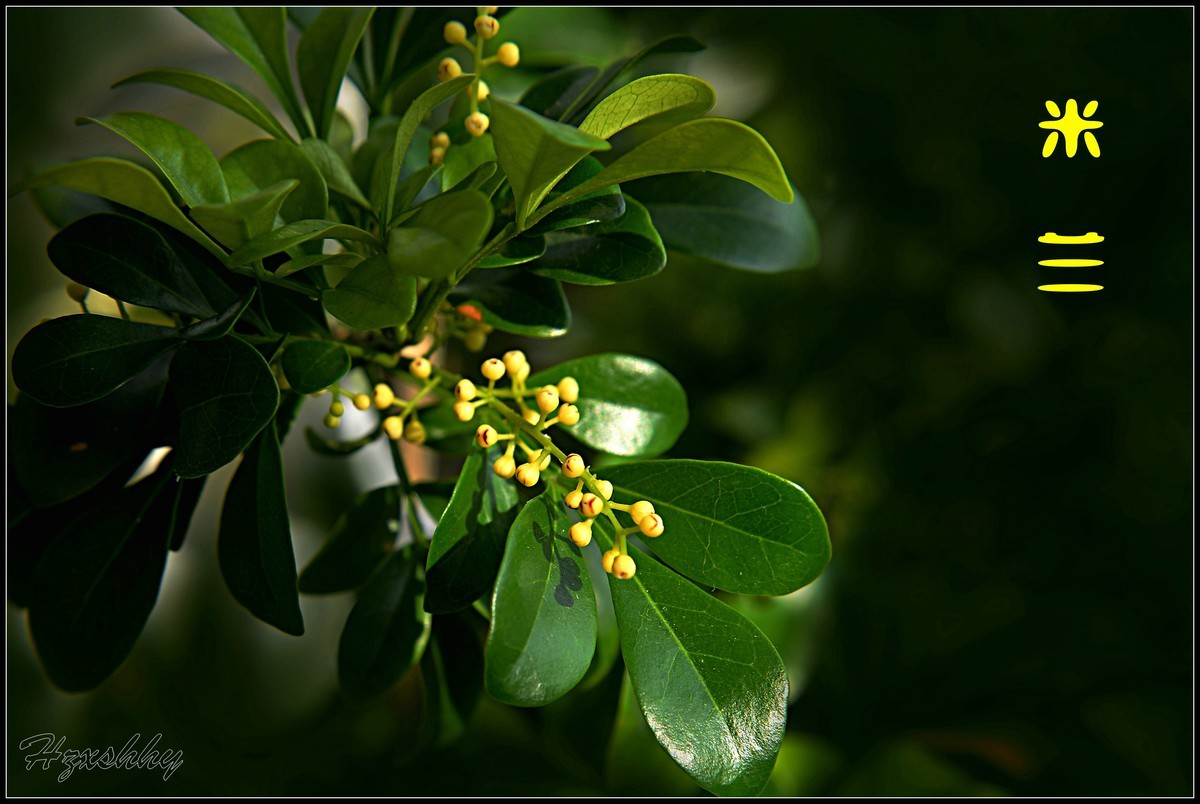 阳台上的米兰（2025003）