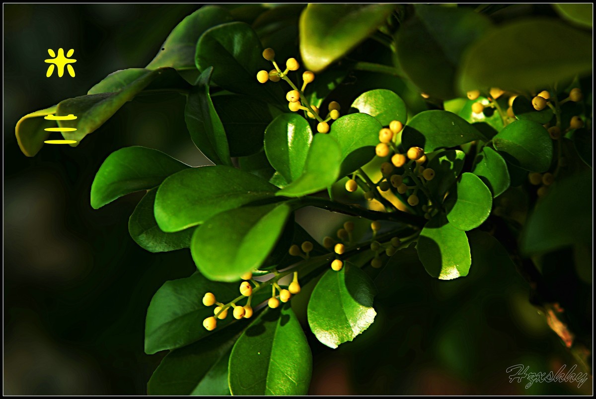 阳台上的米兰（2025003）