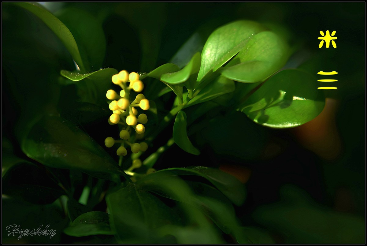 阳台上的米兰（2025003）