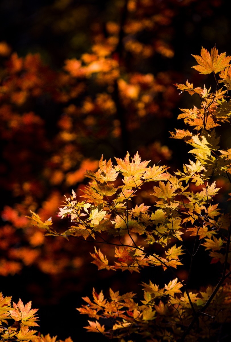 外出随拍（续250）.