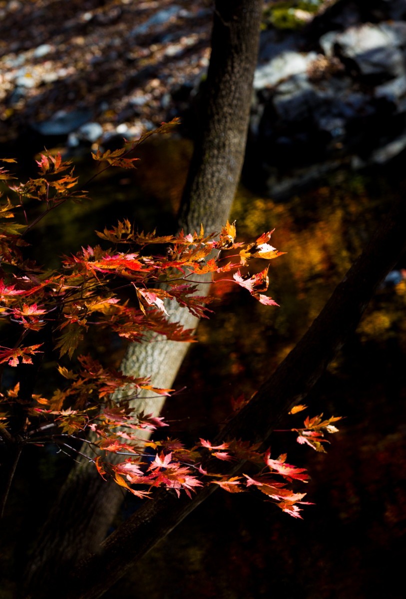 外出随拍（续250）.
