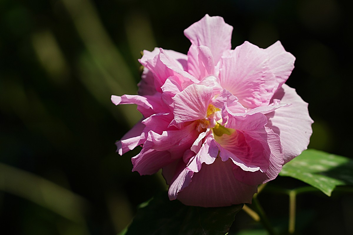 芙 蓉（三）