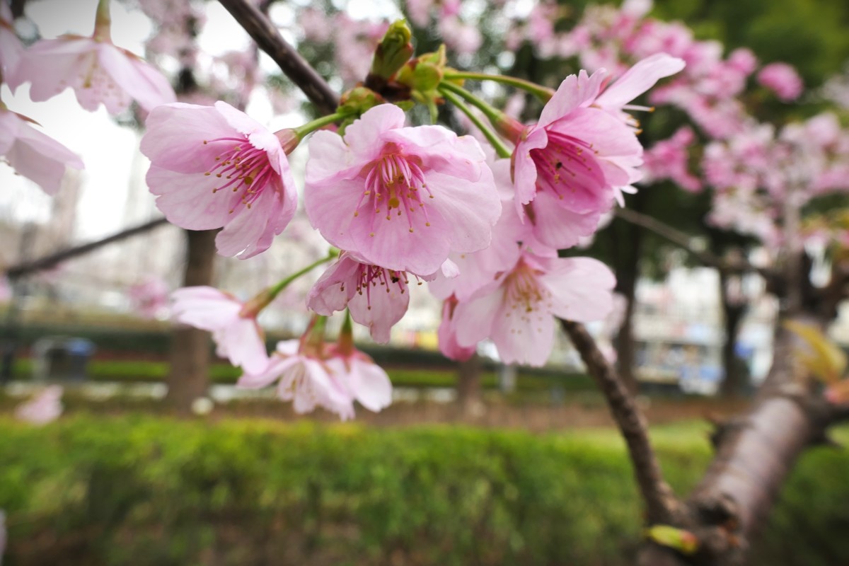 【樱】姿飒爽 春意萌萌2025——摄于上海雕塑公园