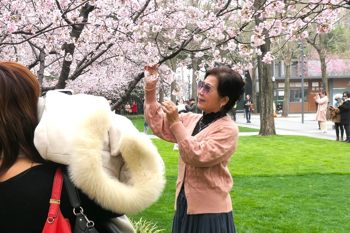 【樱】姿飒爽 春意萌萌2025——摄于上海雕塑公园