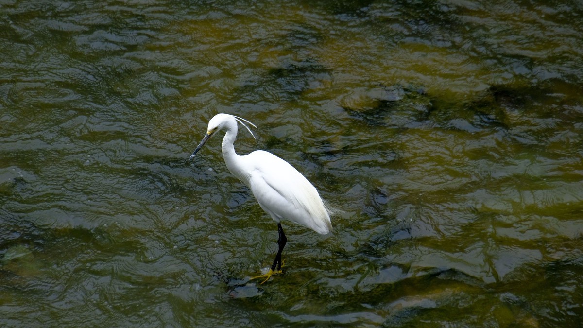 鹭鸟随拍（二）