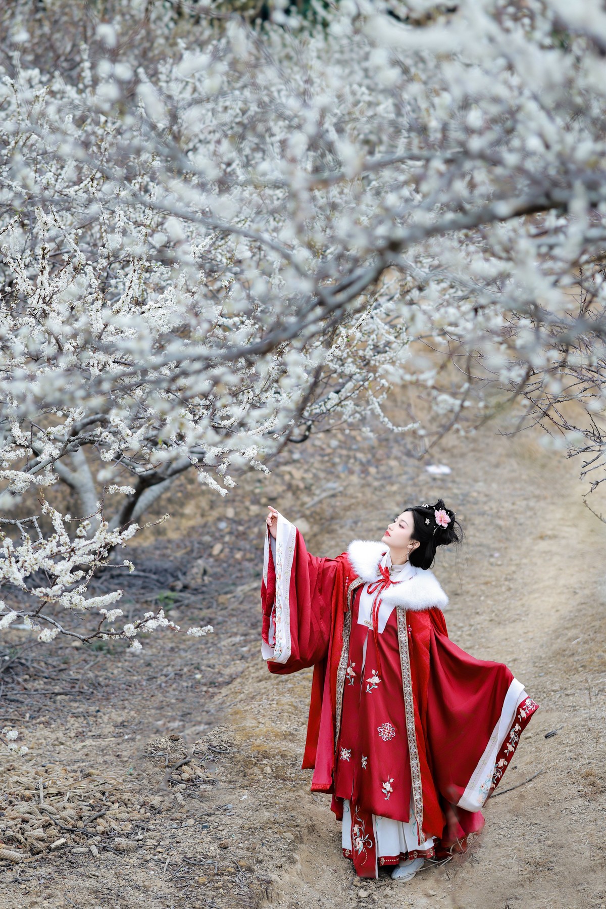 李花树下的一缕红