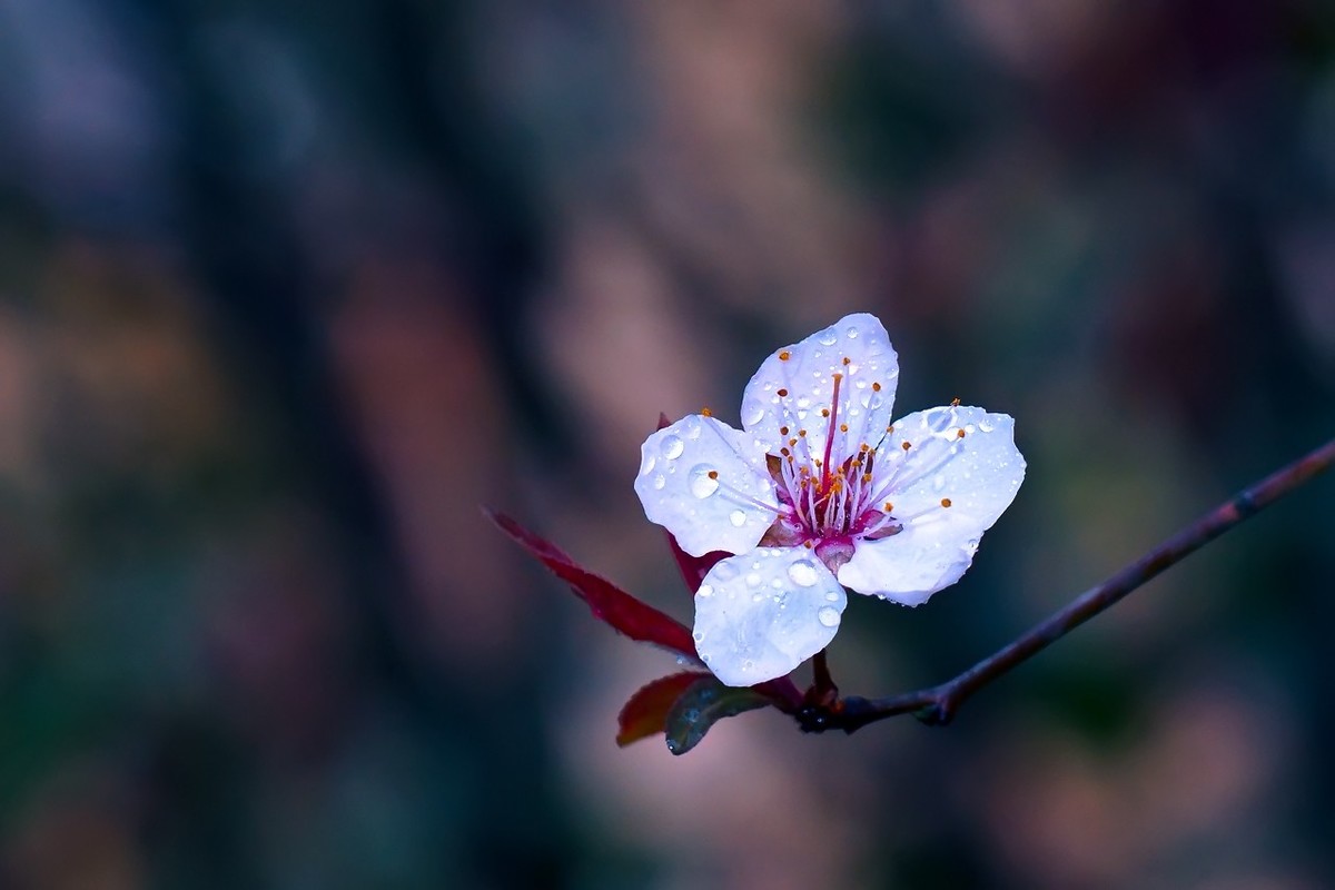 旧片_红叶李花12