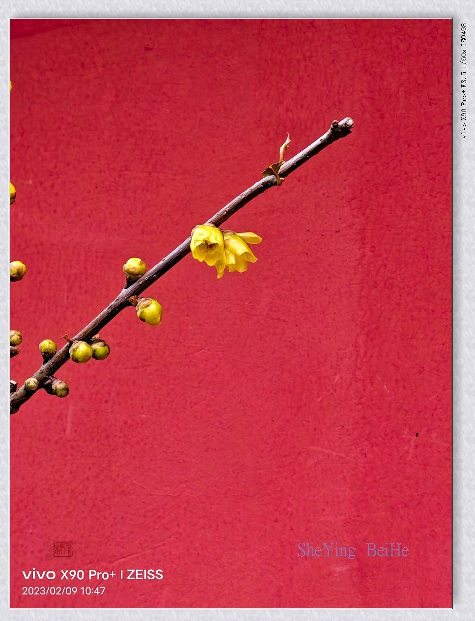 #花开春光寻美景# 《腊梅花》迎来《迎春花》