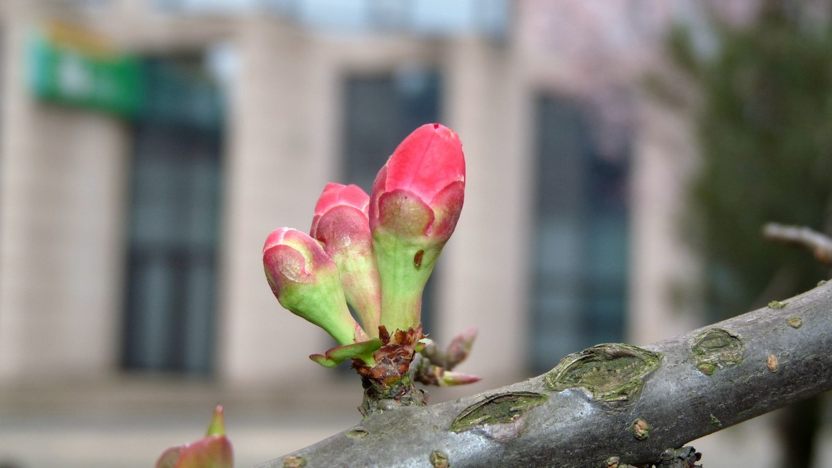 松下FZ28毕竟老化了，解析力下降了