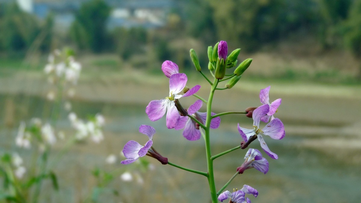 松下FZ28毕竟老化了，解析力下降了