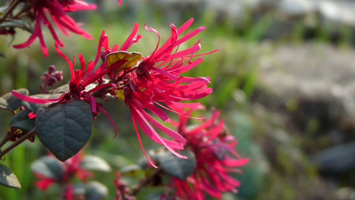 松下FZ28毕竟老化了，解析力下降了