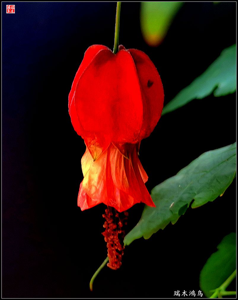 【2023之花季】小精灵变成灯笼花