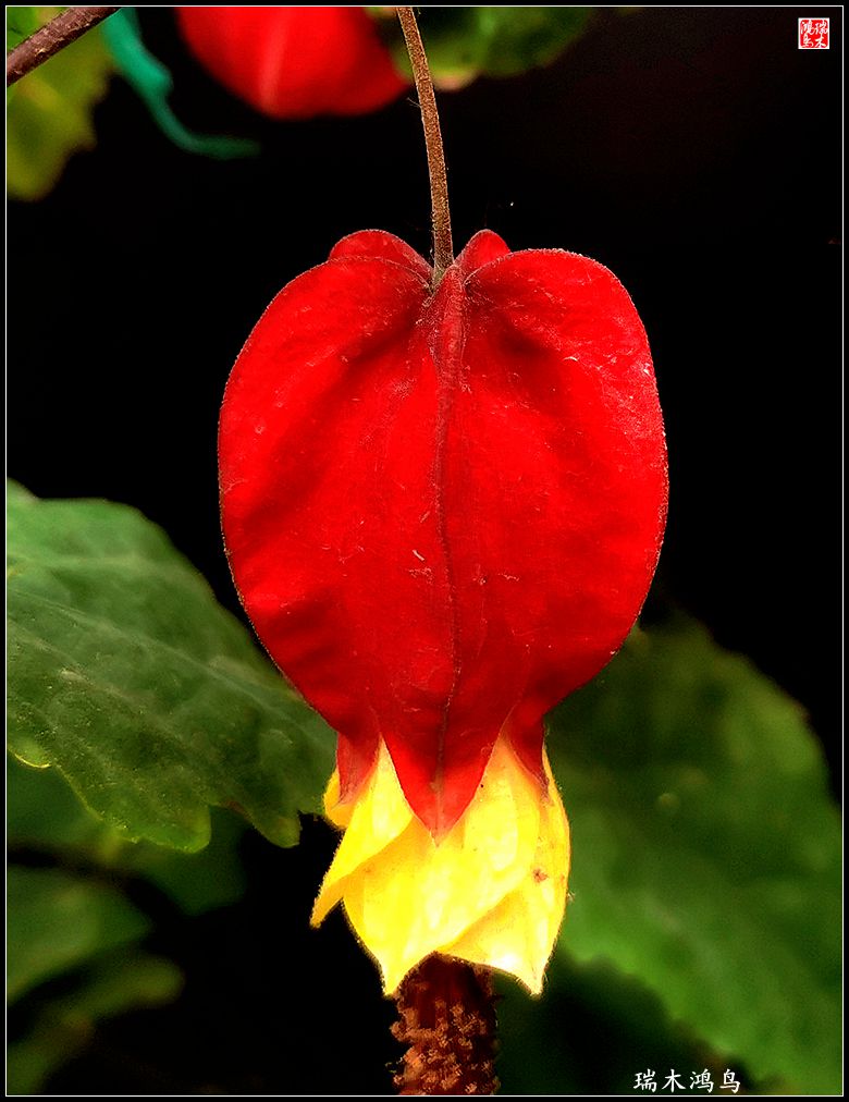 【2023之花季】小精灵变成灯笼花