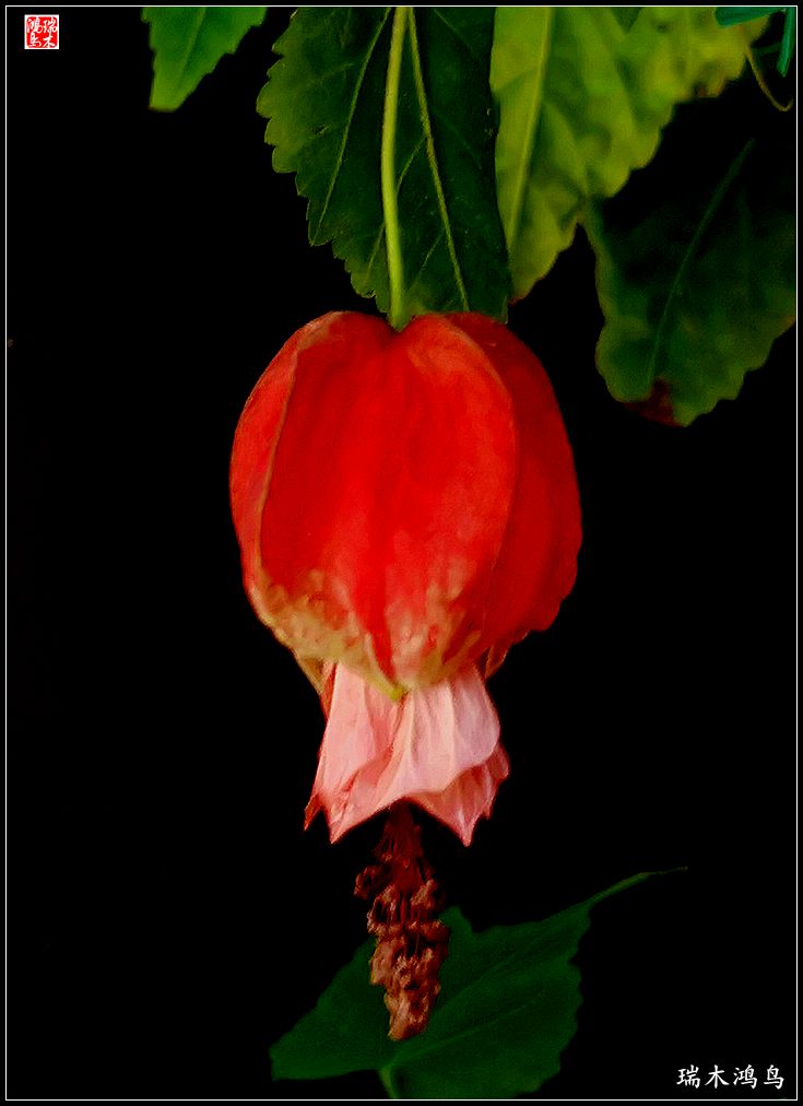 【2023之花季】小精灵变成灯笼花