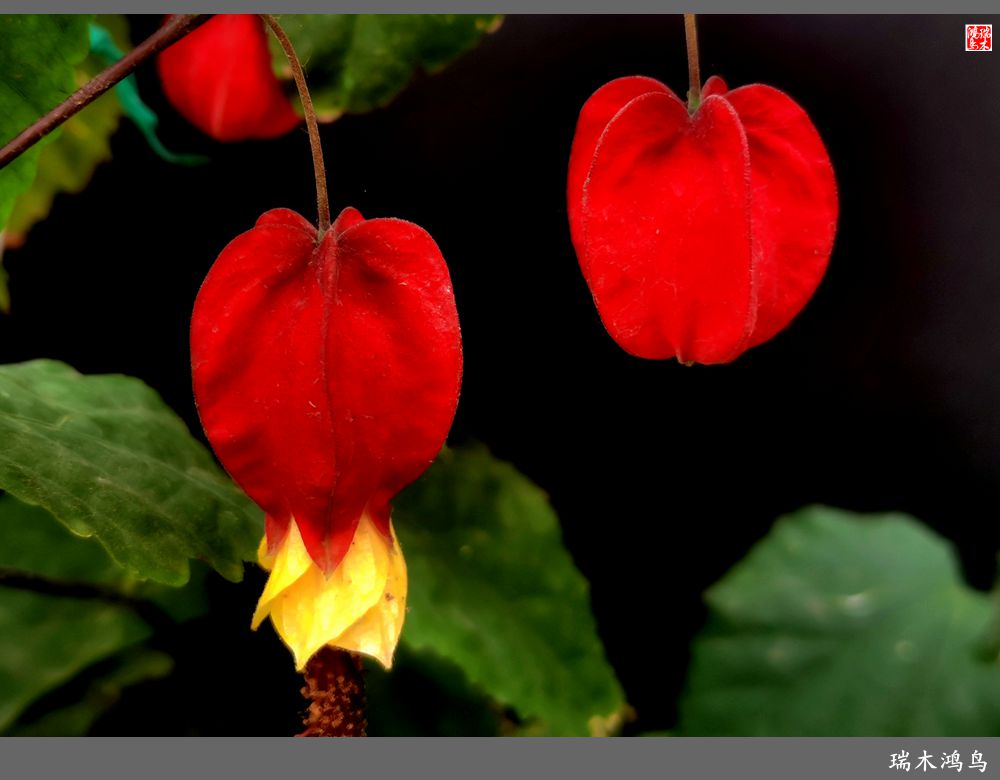 【2023之花季】小精灵变成灯笼花