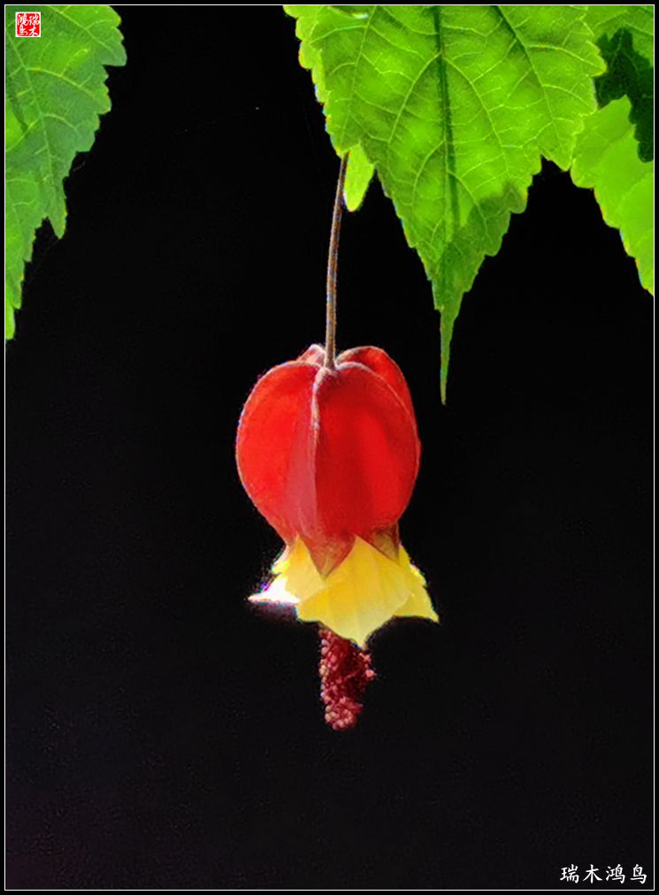 【2023之花季】小精灵变成灯笼花