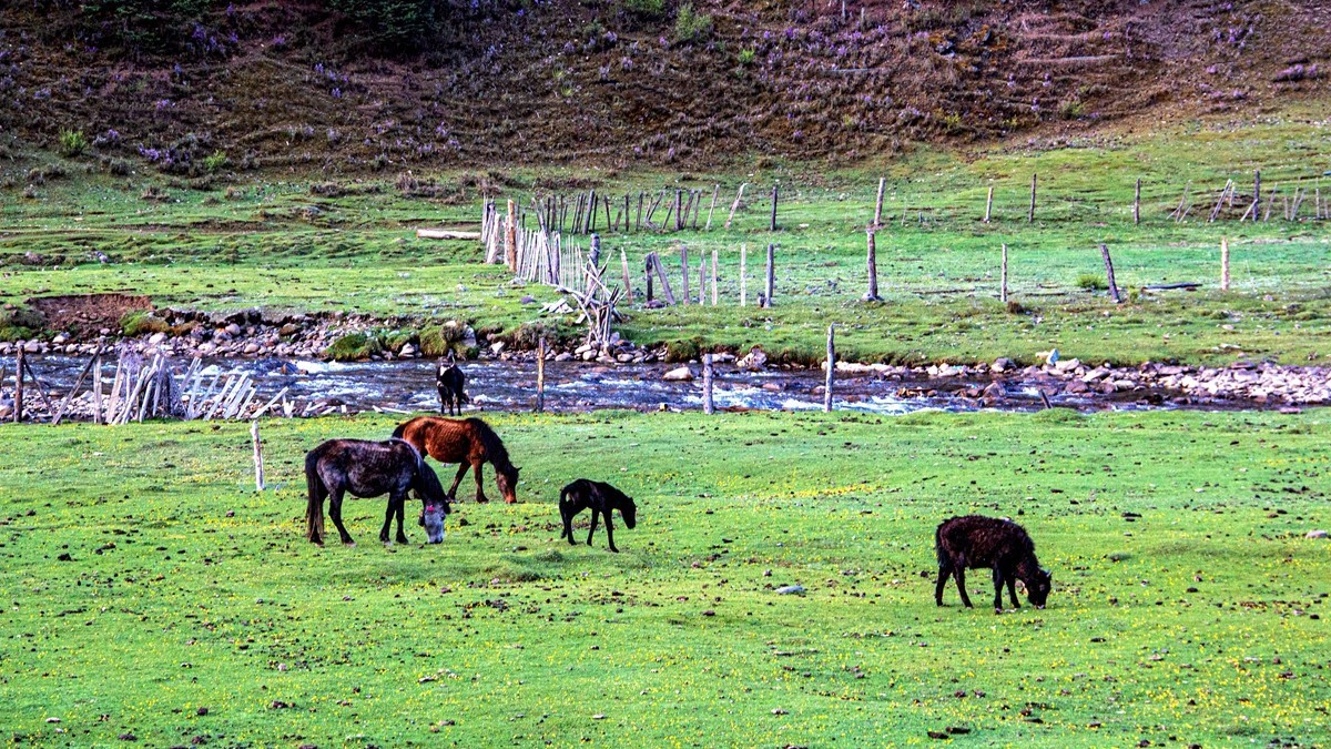 秋行川西高原--新都桥路拍【5】续发