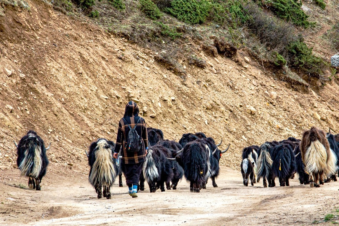 秋行川西高原--新都桥路拍【5】续发