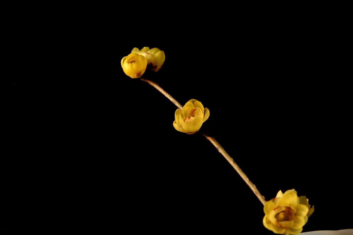 2024花卉植物赏析——腊梅【7】