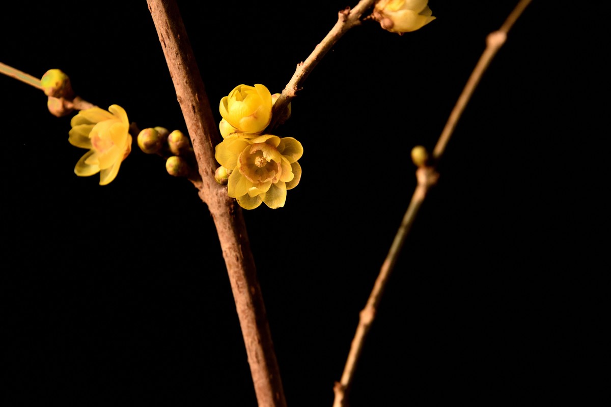2024花卉植物赏析——腊梅【7】