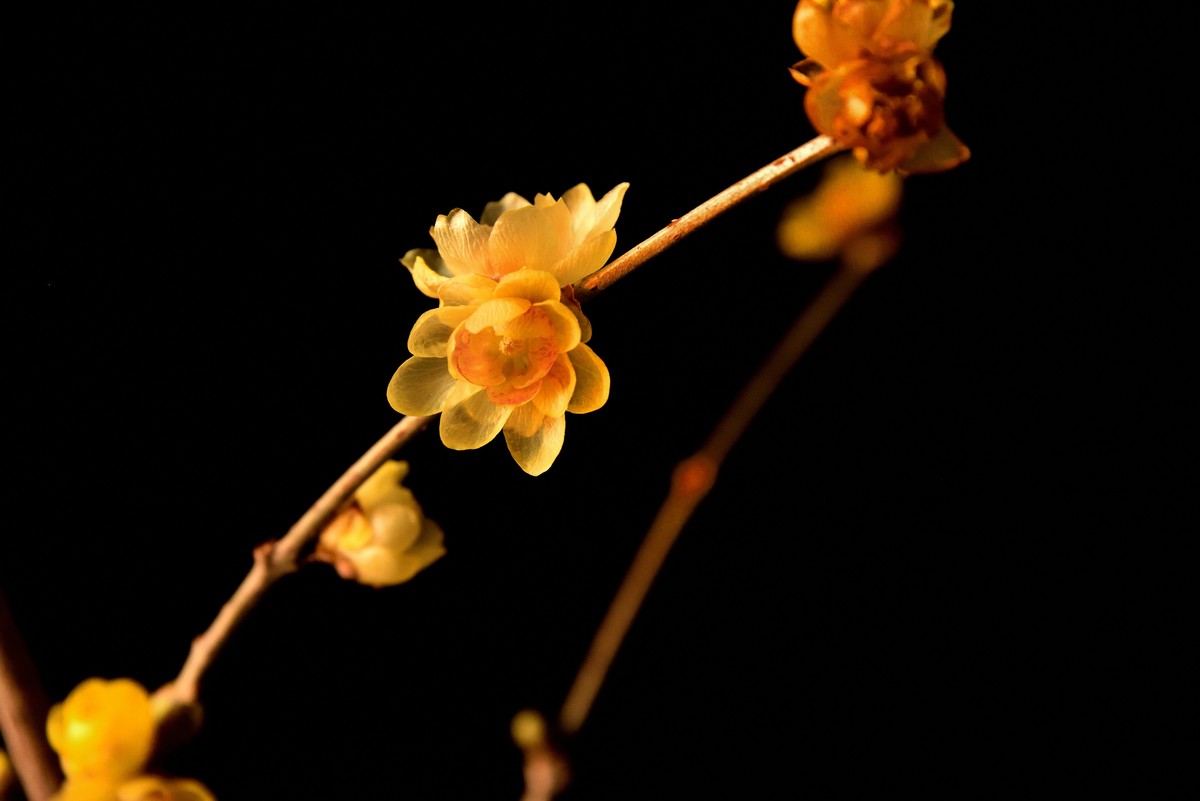 2024花卉植物赏析——腊梅【7】