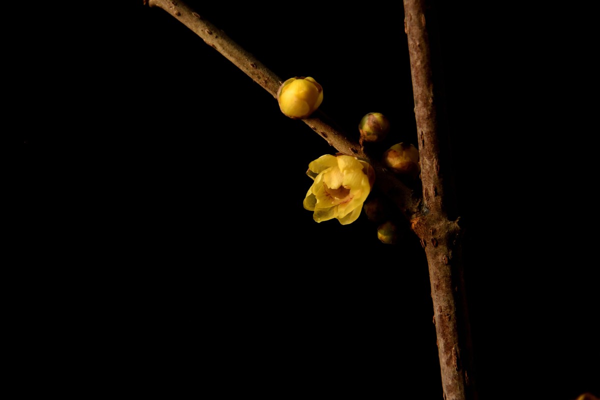 2024花卉植物赏析——腊梅【7】