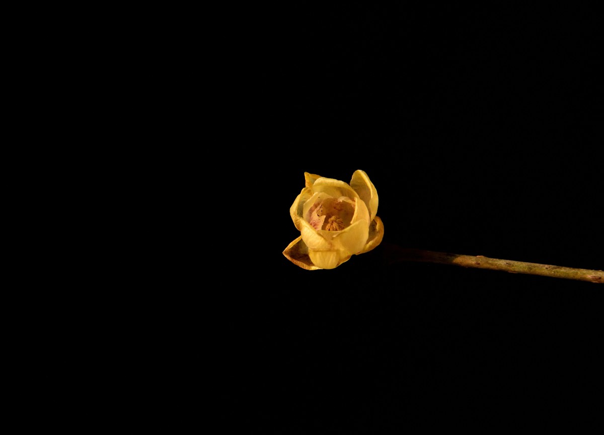 2024花卉植物赏析——腊梅【7】