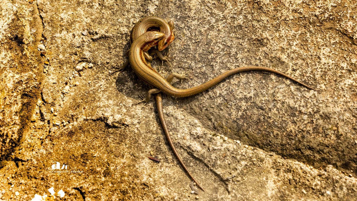 三月下江南——楠溪江三个古镇（11）