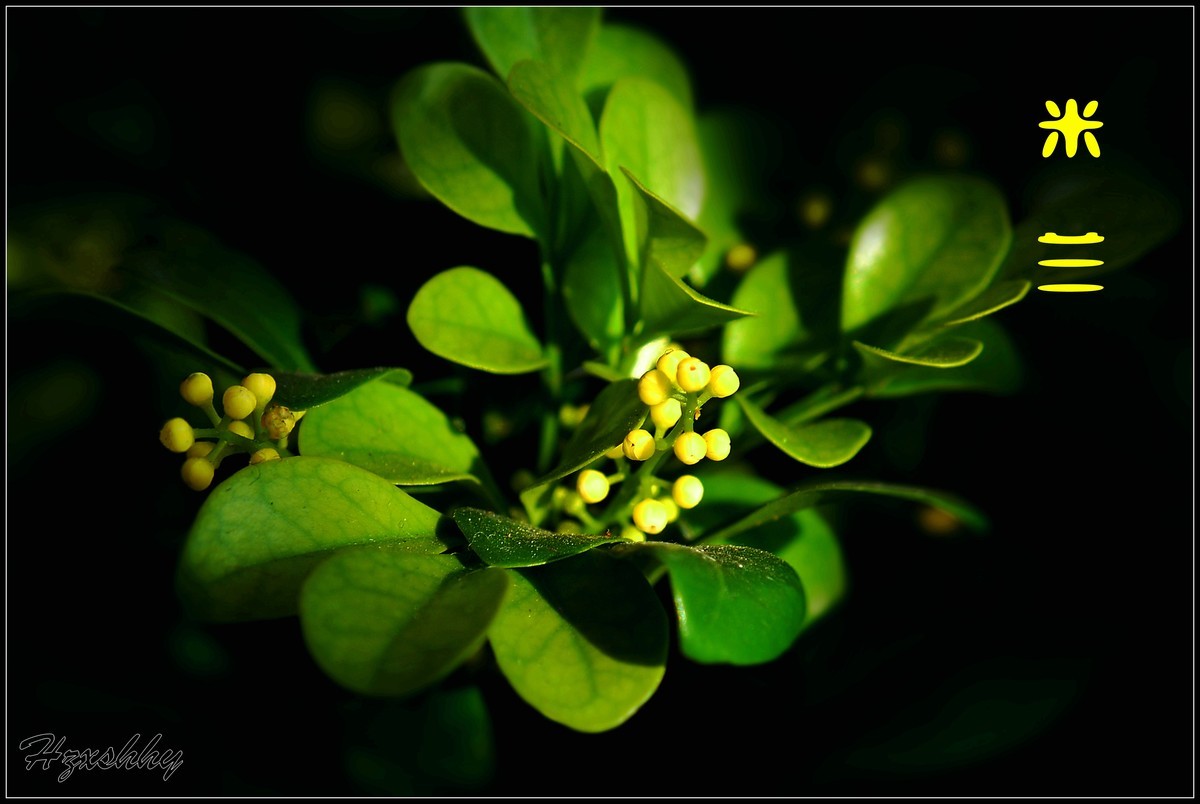 阳台上的米兰（2025003）