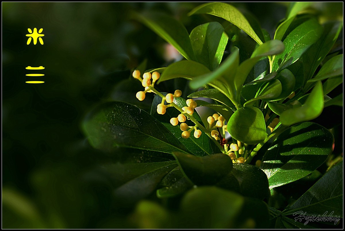 阳台上的米兰（2025003）