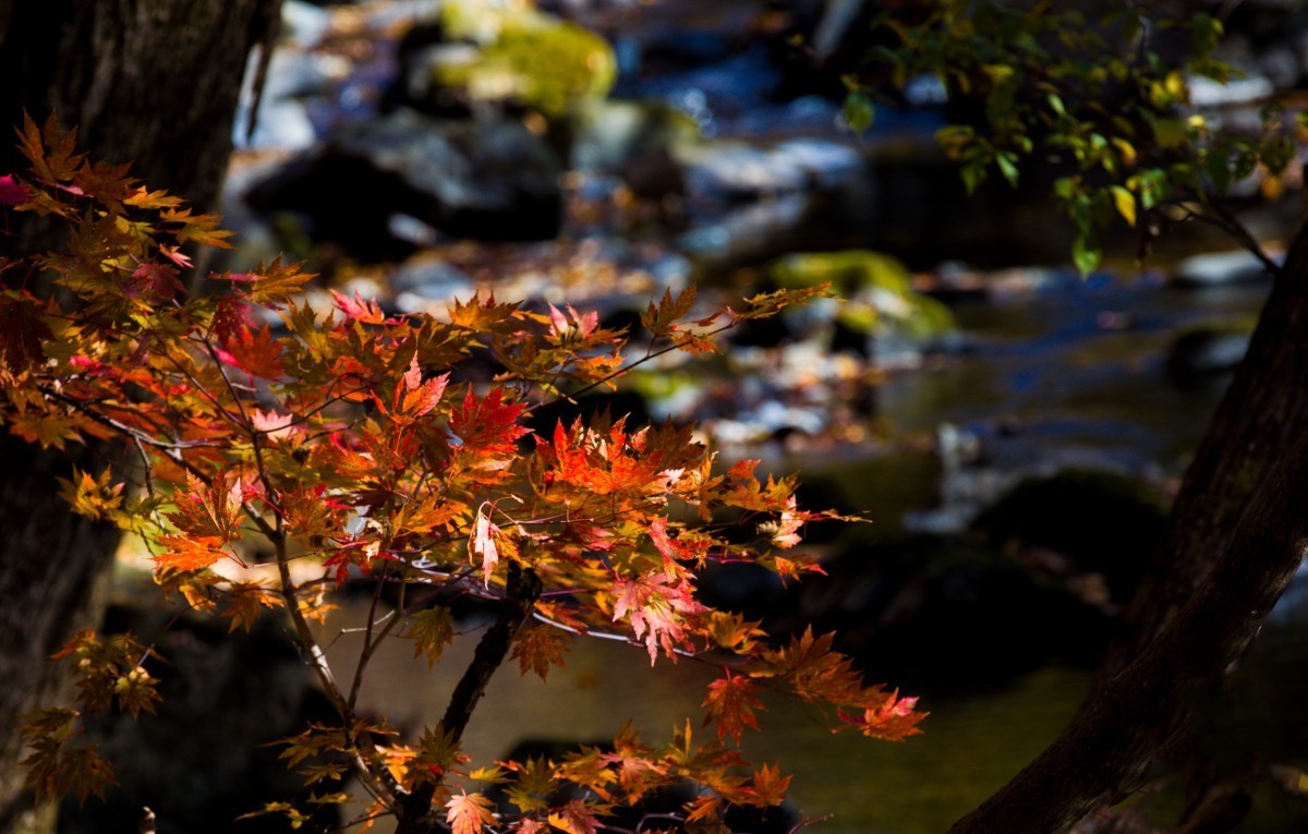 外出随拍（续250）.