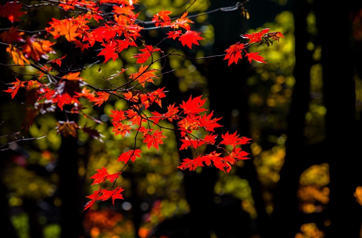 外出随拍（续250）.
