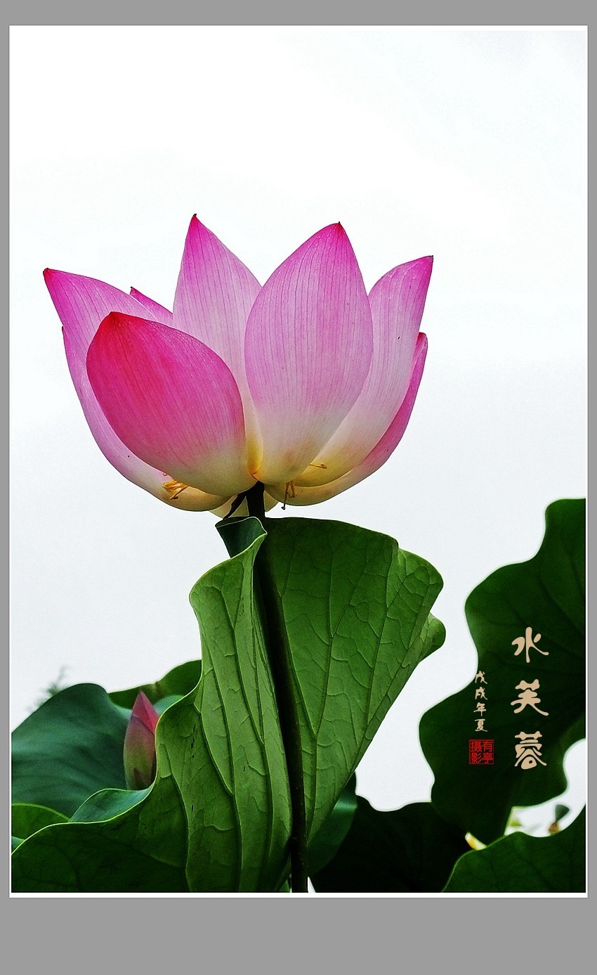 出水芙蓉1807024