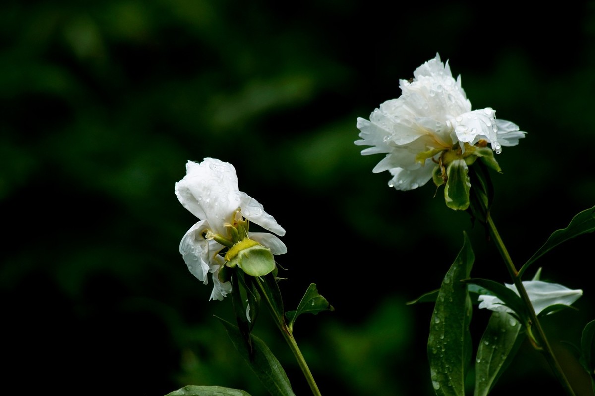 雨后芍药花