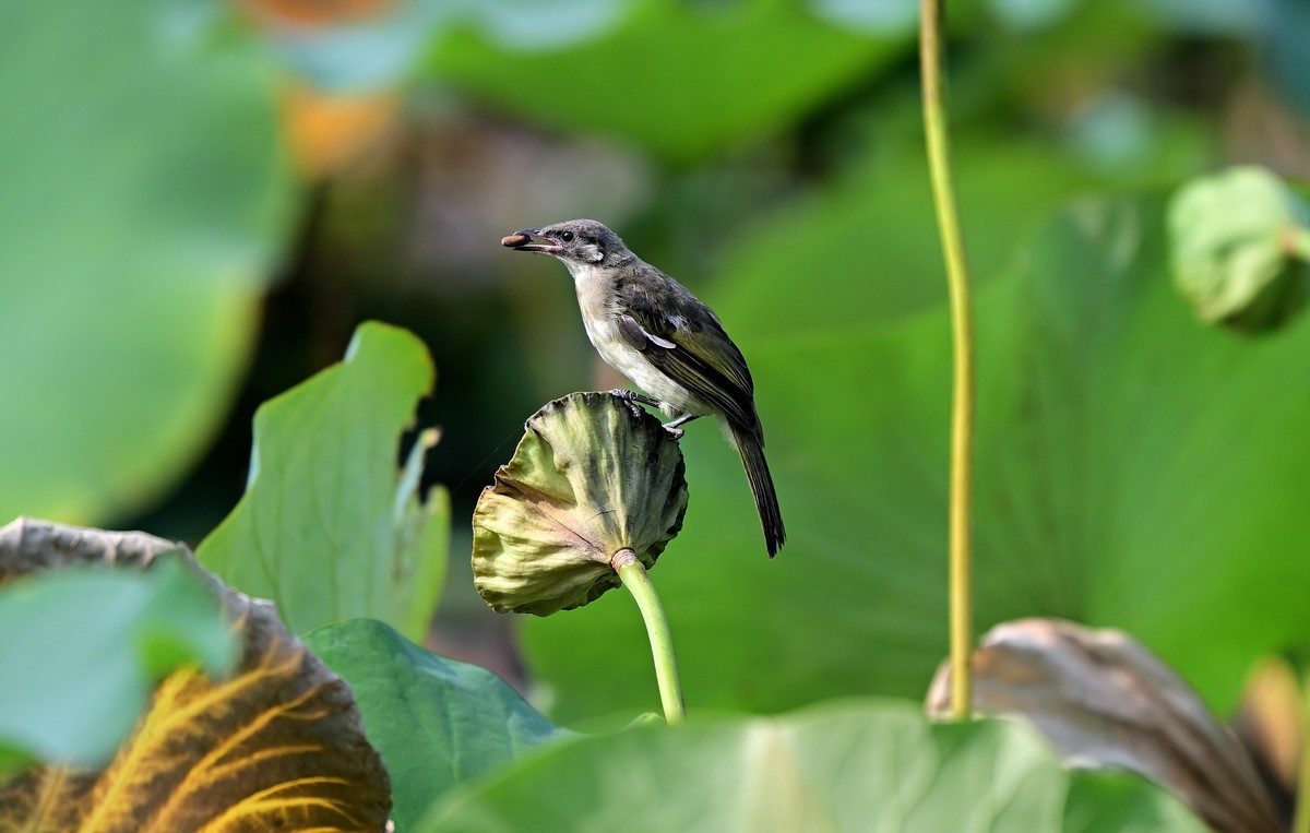 莲蓬上的白头鹎
