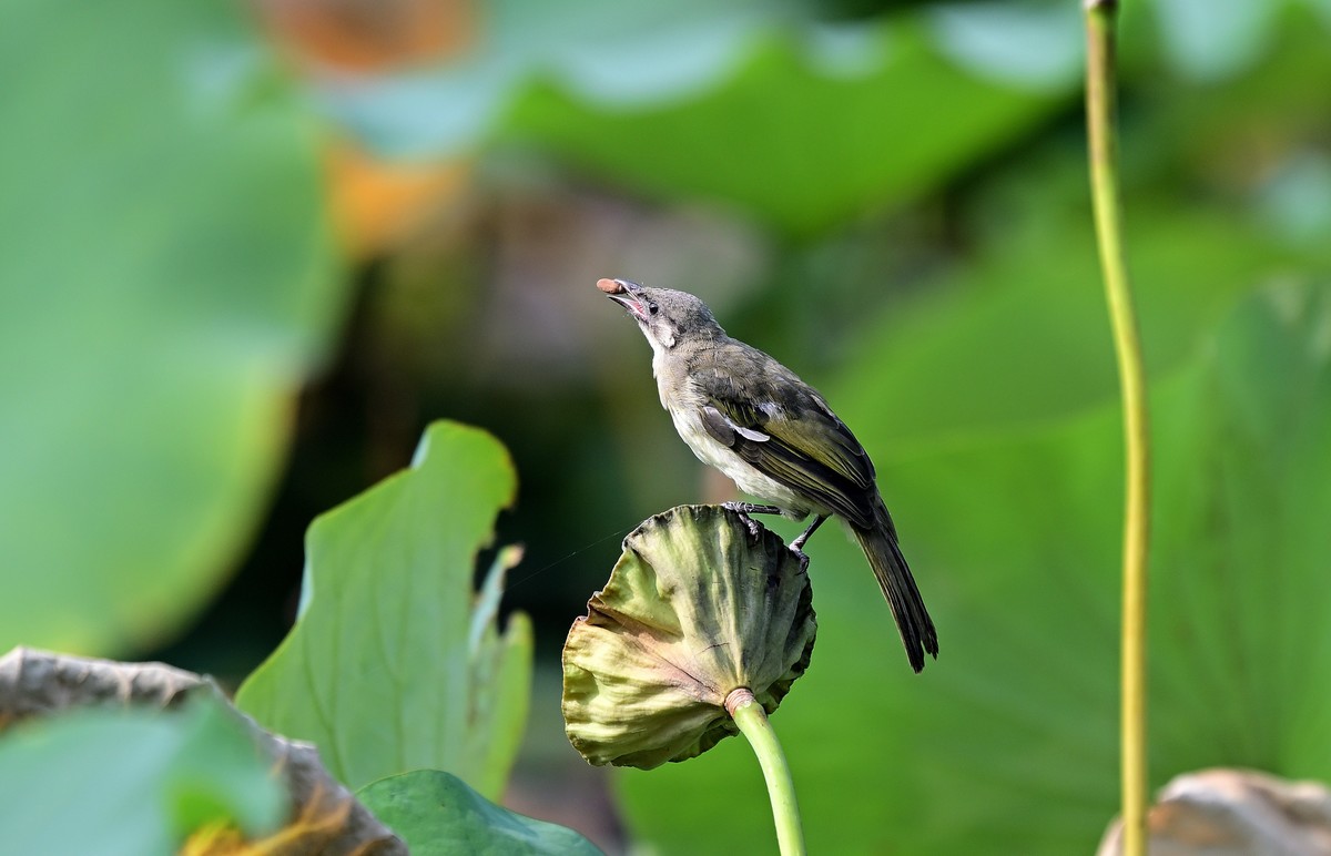 莲蓬上的白头鹎