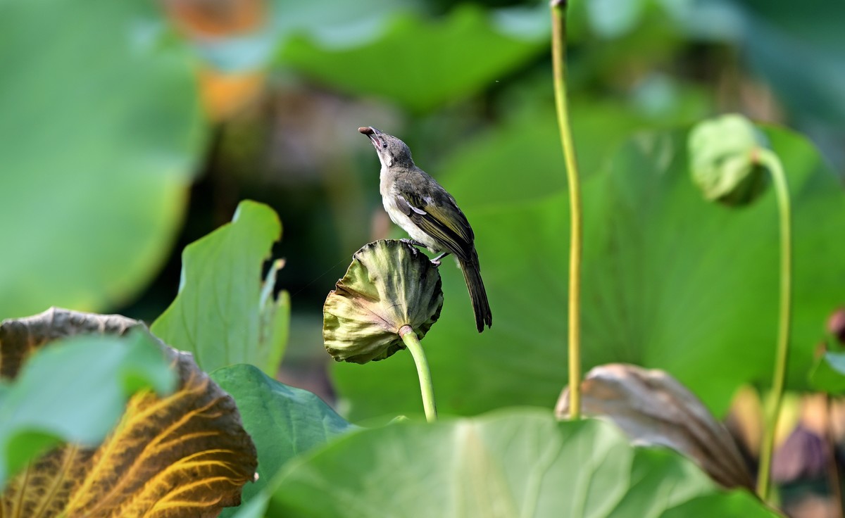 莲蓬上的白头鹎