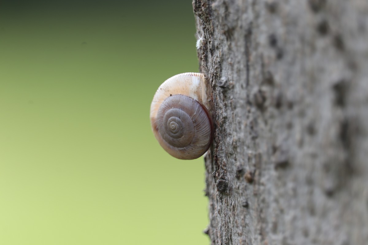 树上的蜗牛壳
