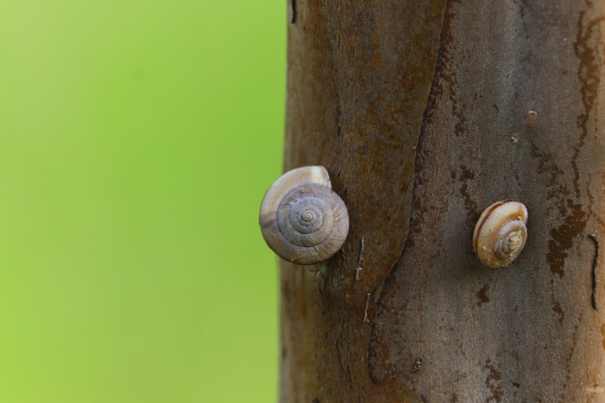 树上的蜗牛壳