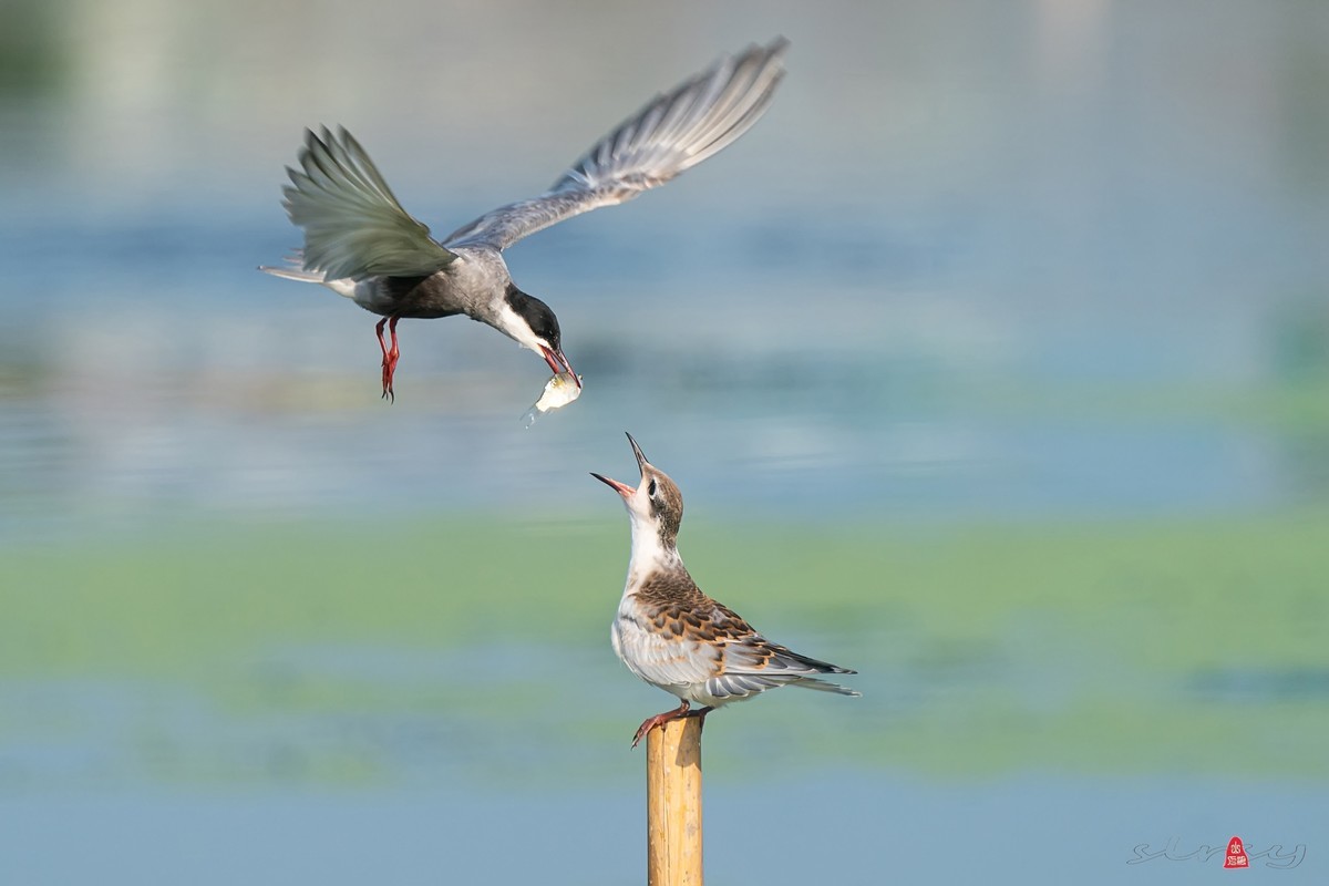 #版主坐堂# 尼康D5100星空(中国)2023年九月份优秀作品精选汇总