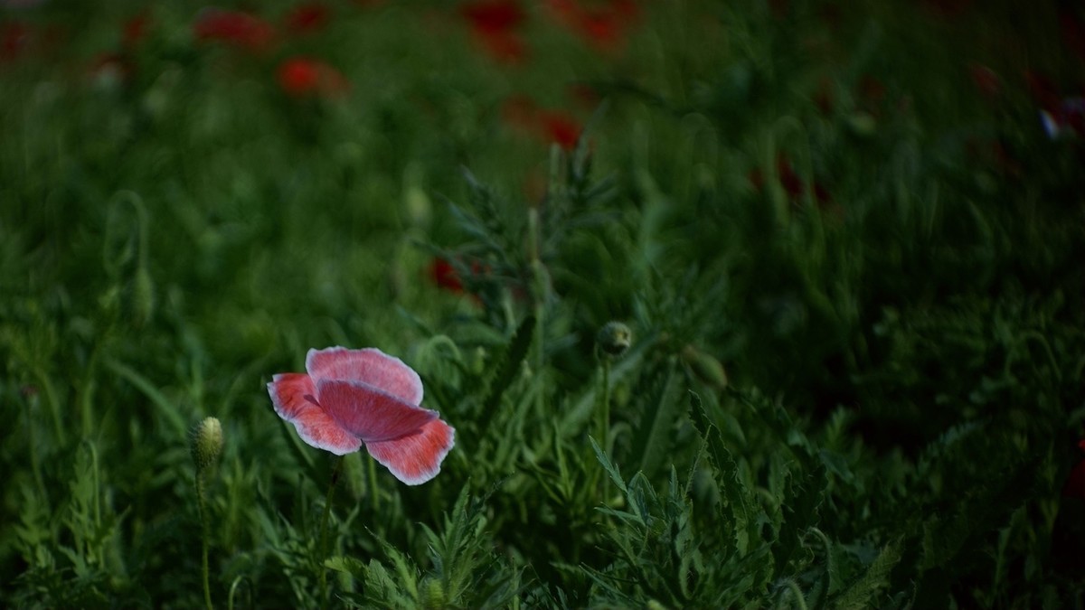 君乐宝牧场虞美人