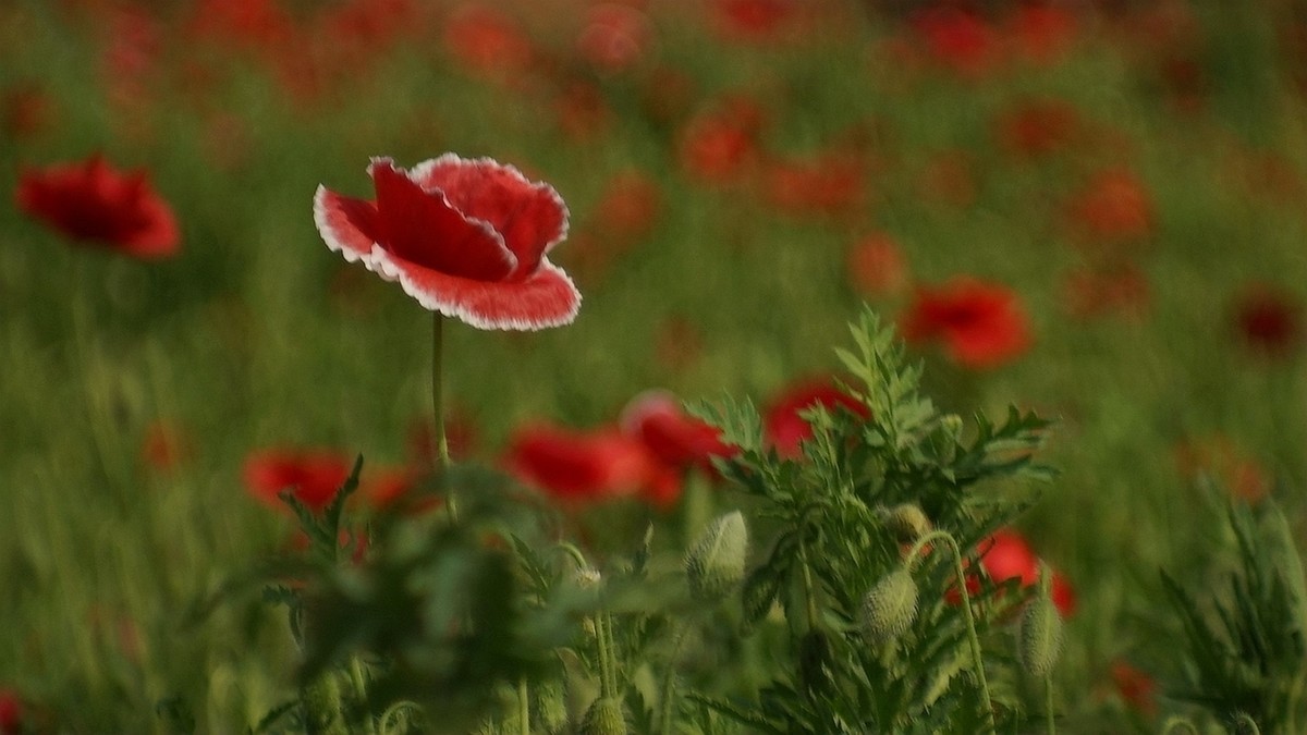 君乐宝牧场虞美人