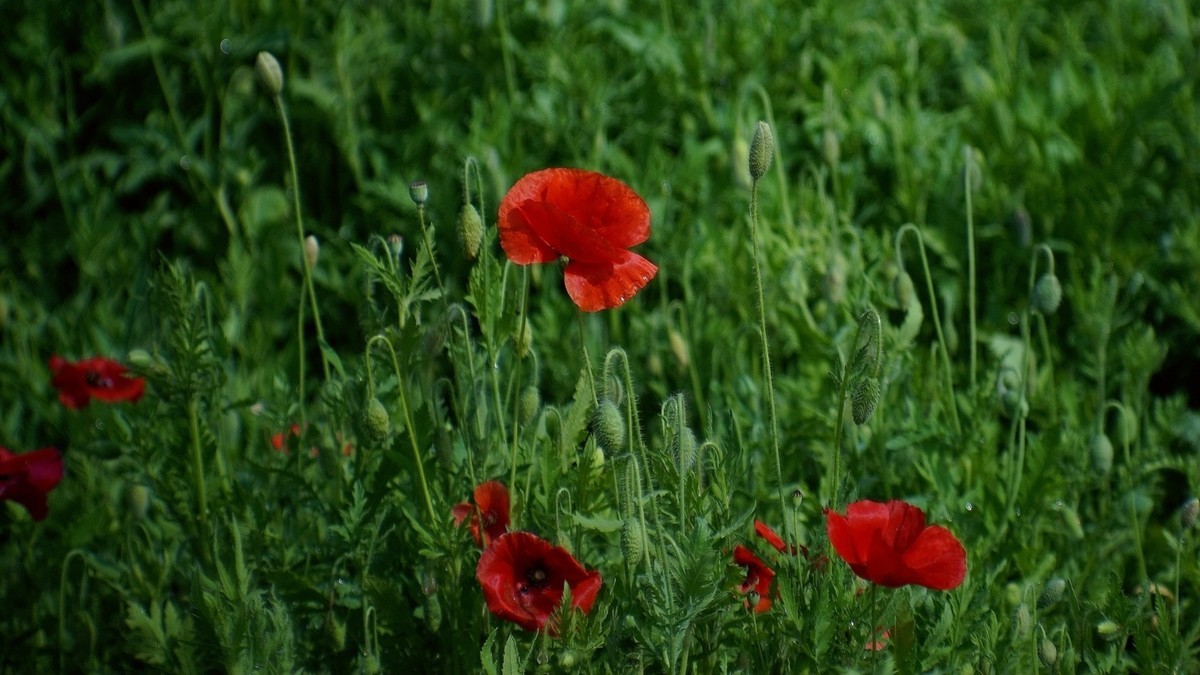 君乐宝牧场虞美人