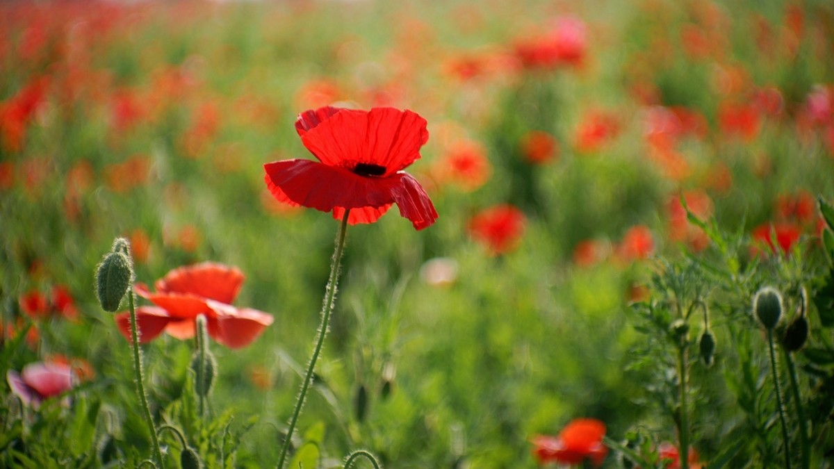 君乐宝牧场虞美人