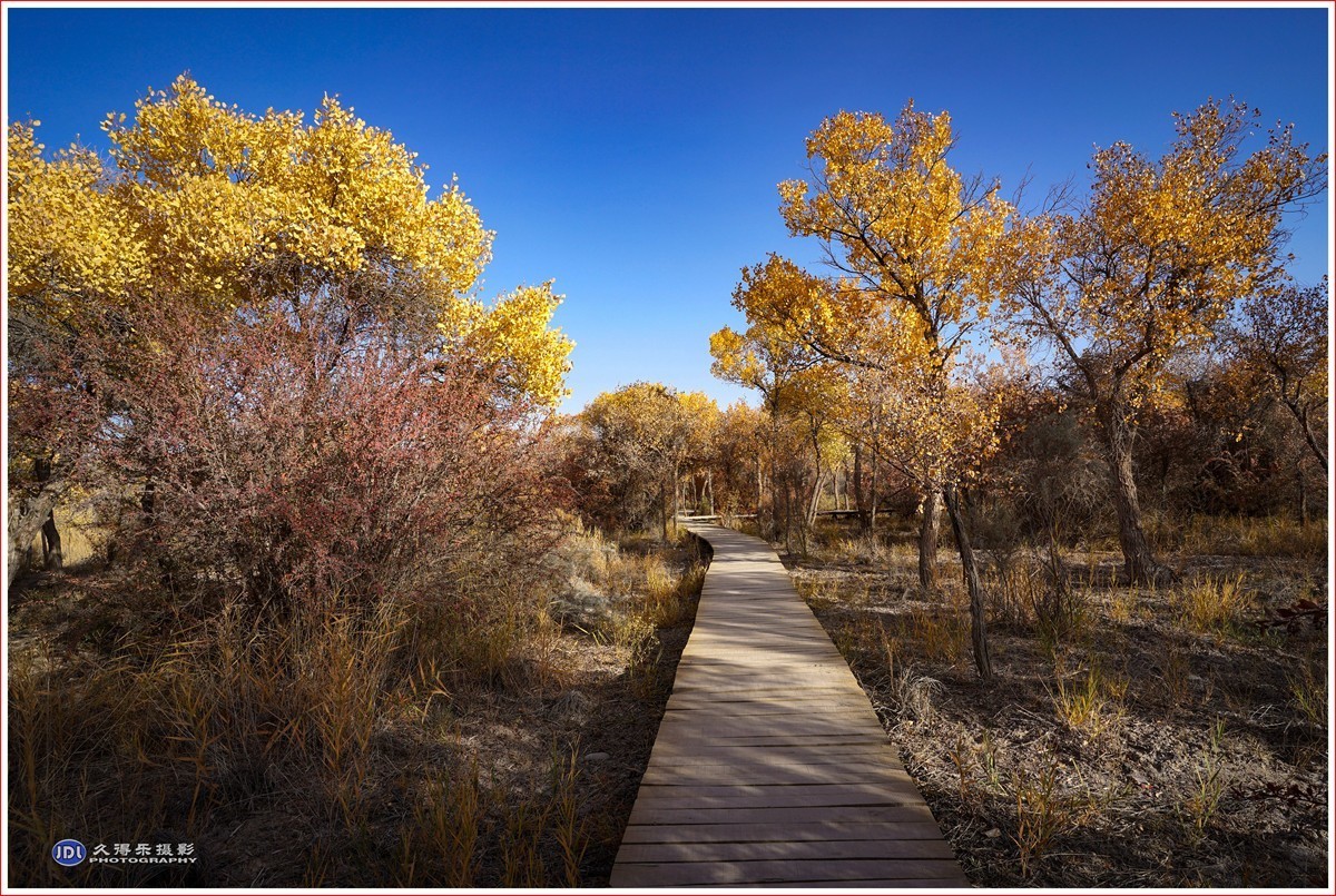 2024-（212）泽普金胡杨林公园（八）