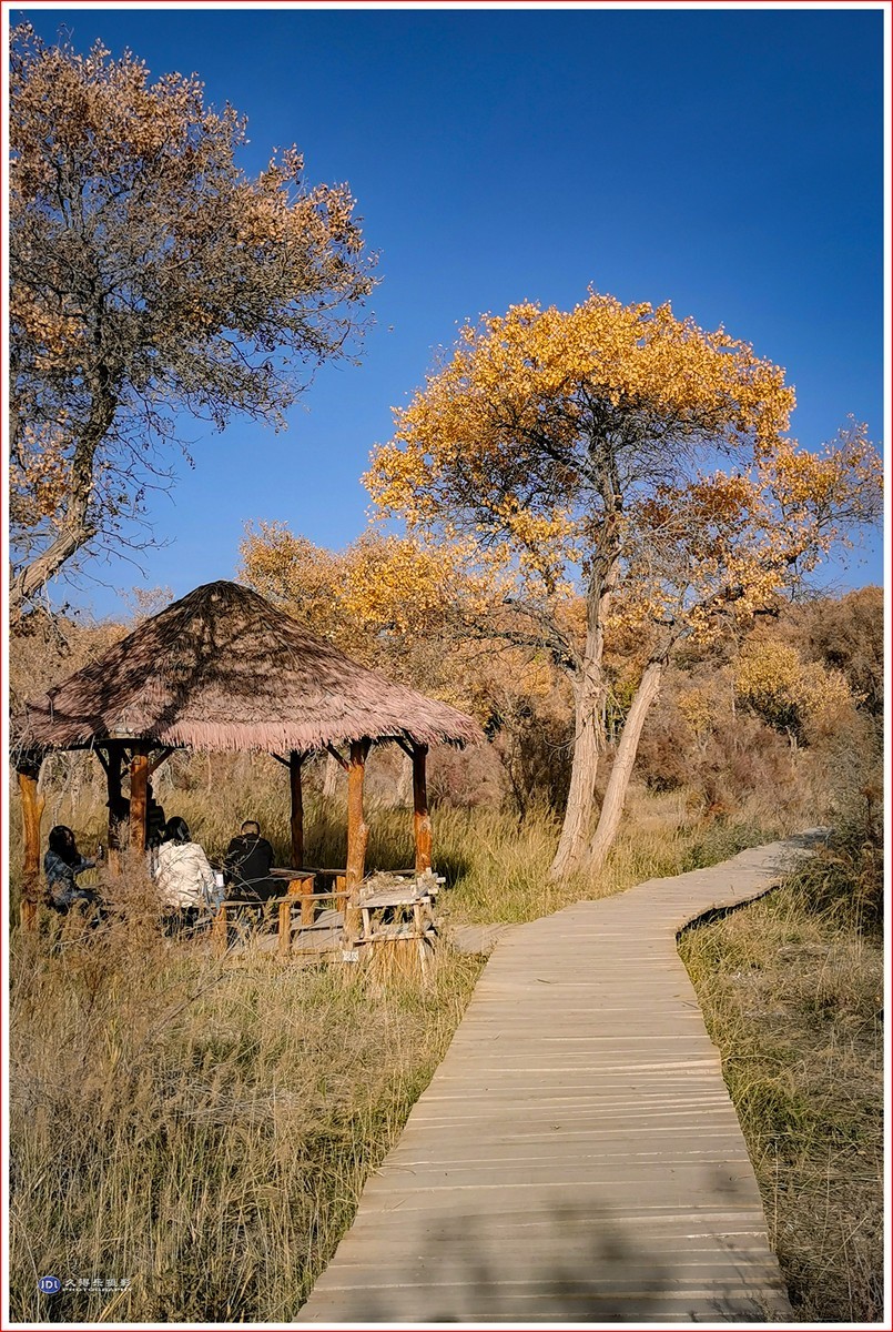 2024-（215）泽普金胡杨林公园（十一）