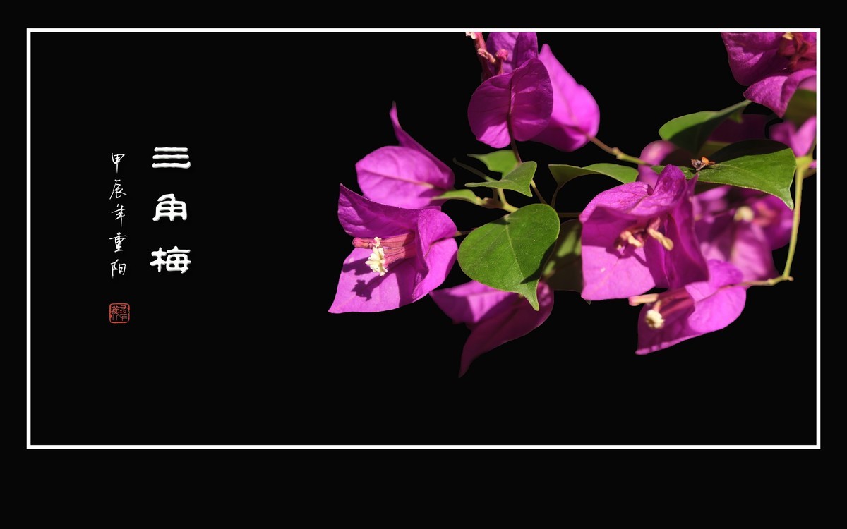 若紫气东来般的三角梅